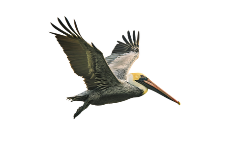Flying pelican
