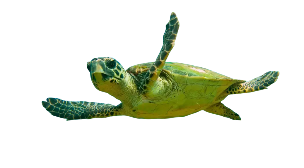 Swimming turtle
